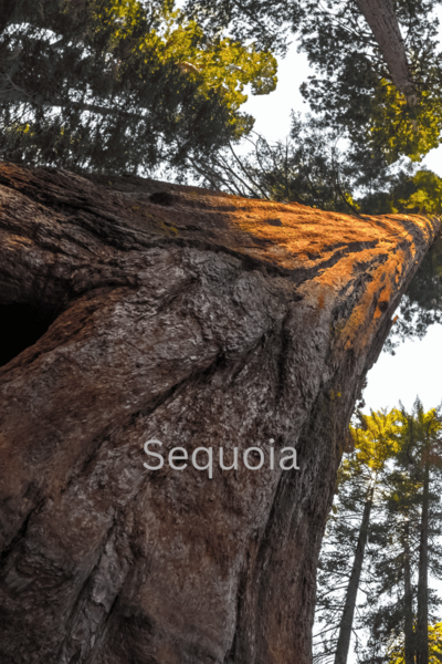 Sequoia