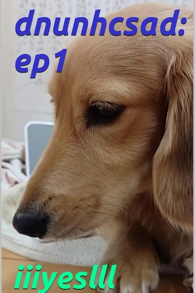 daschund 