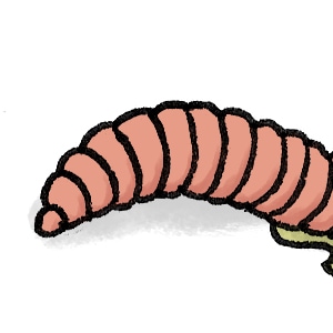 About Earthworms