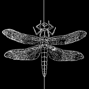 Dragonfly debate