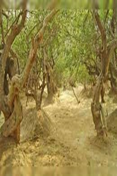 Mystery of Nidhivan temple at Night