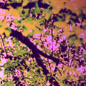 &ldquo;Whispers of a Dream Festival&rdquo;