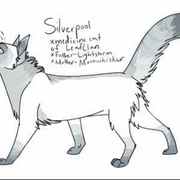 Silverpool's Wish (Warrior Cats)