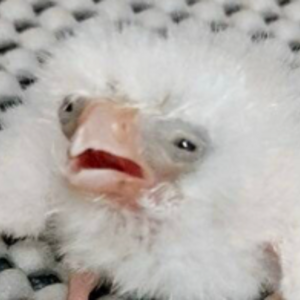 GoFundMe For My Cat Ari