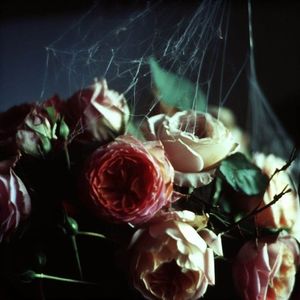 Rose of Webs