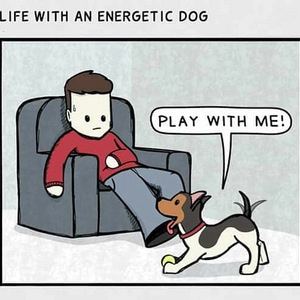 Life with an energetic dog