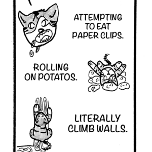 Things I've caught my cat doing