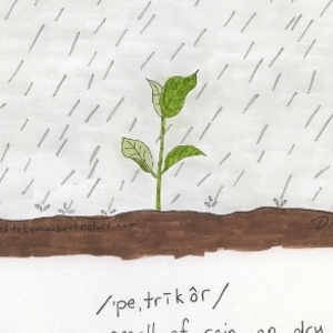 My Favorite Words: Petrichor