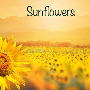 Sunflowers (Part 4)