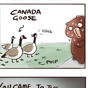 CANADA GOOSE