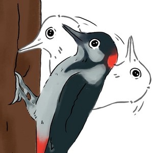 Woodpecker