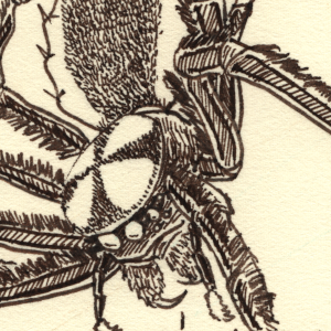 Veronica's Journal: Dilsdohdi