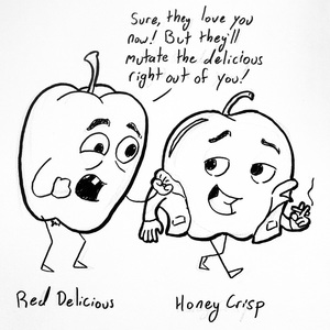 Honey Crisp