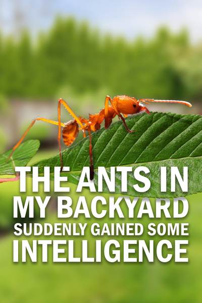 The Ants in my Backyard suddenly gained Intelligence