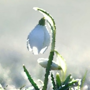 Snowdrop and Dew