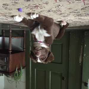 Chicken-the most normal animal we have