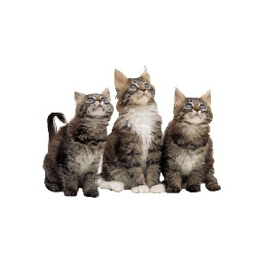 The LOL Cats Save Christmas