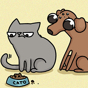 Cats VS Dogs