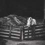 Horses of Rose Gold Farm: Riptide