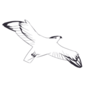 Soar