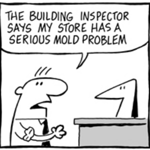 Mold Problems