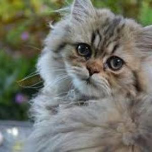 La historia del gato ruso