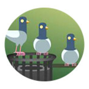 Pigeon woes
