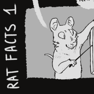 Rat Facts 1