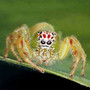 The Malicious Spider