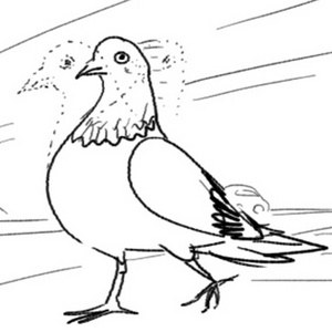 Pigeon