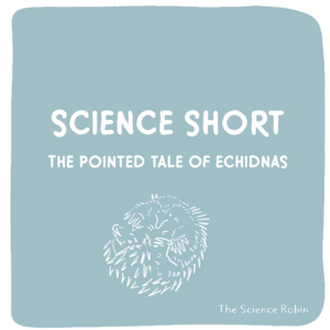 Science Short: Echidnas