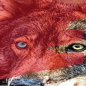 Between A Coyote and A Hard Place