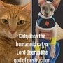 Catqueen the humanoid cat vs lord beerus part one 