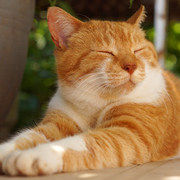 My cat is more successful than me