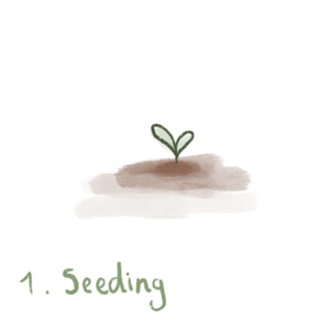 Seeding - 1