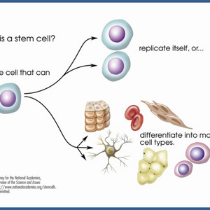 Stem Cell Therapy Injections