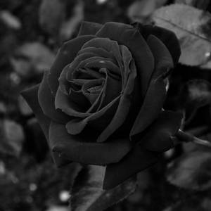 Black Rose Paradox