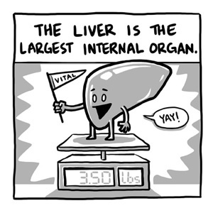 liver!