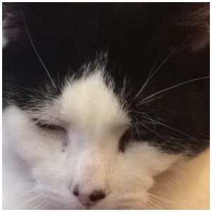 My Cat Is Not Amused