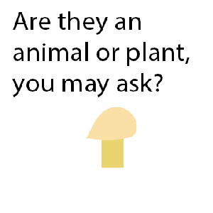 what is a mushroom?