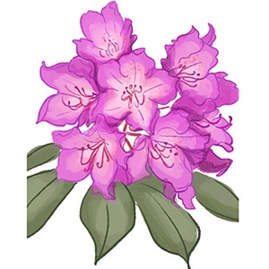 Chapter 3 - Rhododendron