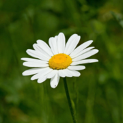 Daisies Are Wildflowers