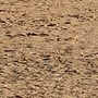 Desert Flower