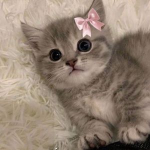 Chapter 1 - Prologue