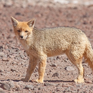 Kuj, el desierto rojo