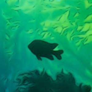 Luci Hanging Out in the Kelp Forest