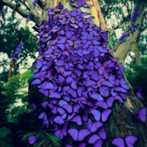 The Butterfly Effect }I{