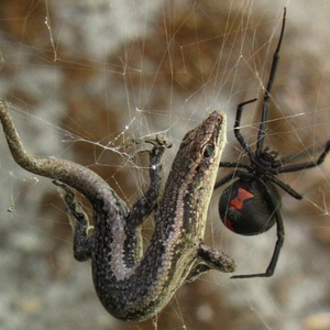 Australian spiders