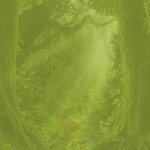 Entering the Forest
