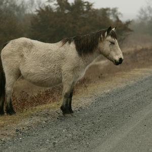 The Pony Caper